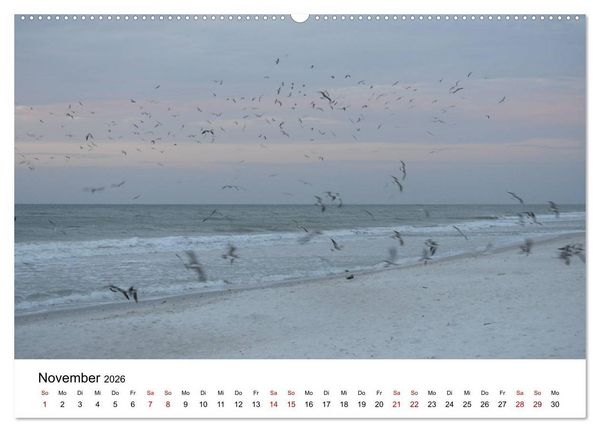 Produktbild: M&ouml;wen am Meer (hochwertiger Premium Wandkalender 2026 DIN A2 quer), Kunstdruck in Hochglanz