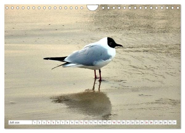 Produktbild: Lachm&ouml;wen an der Ostsee (Wandkalender 2026 DIN A4 quer), CALVENDO Monatskalender