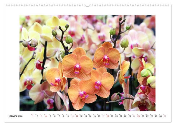 Produktbild: L'orchid&eacute;e Phalaenopsis (Calendrier mural 2026 DIN A2 vertical) calendrier de bureau
