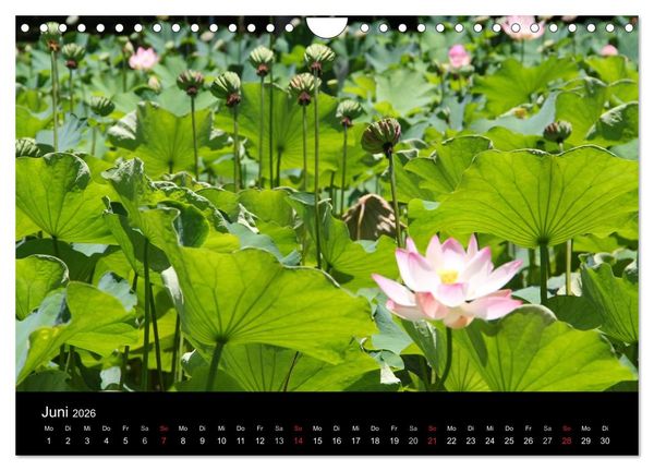 Produktbild: Trauminsel Mauritius (Wandkalender 2026 DIN A4 quer), CALVENDO Monatskalender