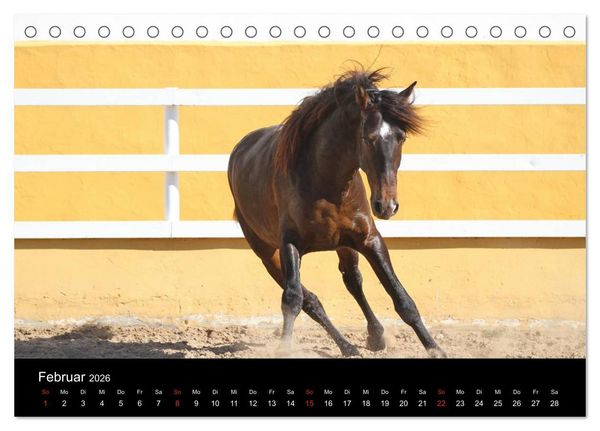 Produktbild: Caballos Spanische Pferde 2026 (Tischkalender 2026 DIN A5 quer), CALVENDO Monatskalender