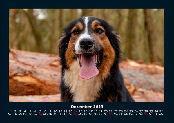 Produktbild: Hundezauber 2025 Fotokalender DIN A4