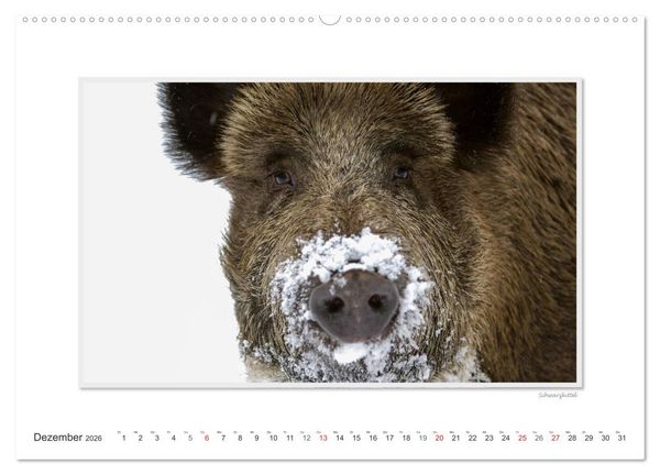 Produktbild: Emotionale Momente: Das Wildschwein. / CH-Version (hochwertiger Premium Wandkalender 2026 DIN A2 quer), Kunstdruck in Hochglanz