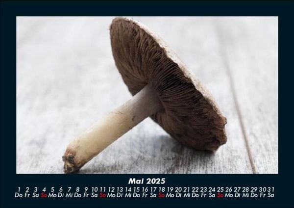 Produktbild: Pilzkalender 2025 Fotokalender DIN A5