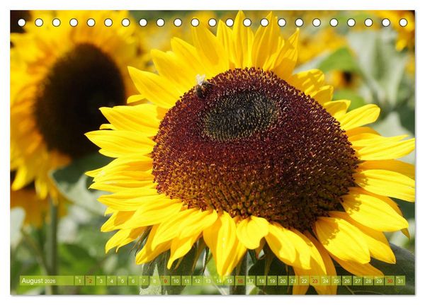 Produktbild: Sonnenblumenwelt (Tischkalender 2026 DIN A5 quer), CALVENDO Monatskalender
