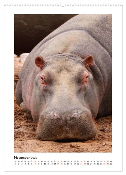 Produktbild: S&Uuml;DAFRIKA - WILDTIERE IM PORTRAIT (Wandkalender 2026 DIN A2 hoch), CALVENDO Monatskalender