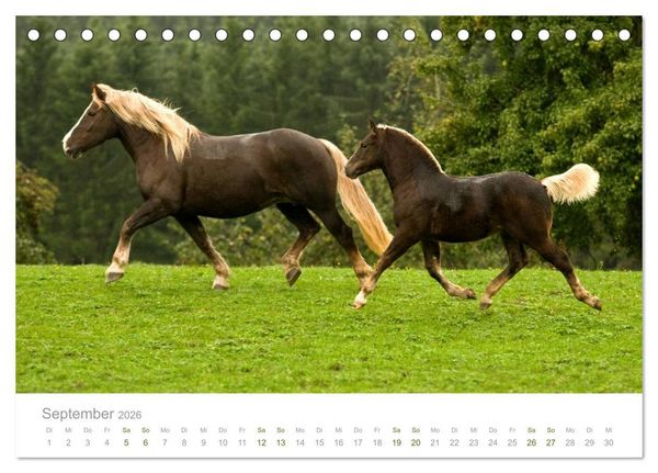 Produktbild: Faszination Schwarzw&auml;lder Kaltblut (Tischkalender 2026 DIN A5 quer), CALVENDO Monatskalender