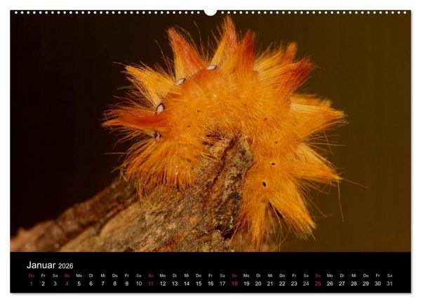 Produktbild: Faszination Schmetterlingsraupen (Wandkalender 2026 DIN A2 quer), CALVENDO Monatskalender