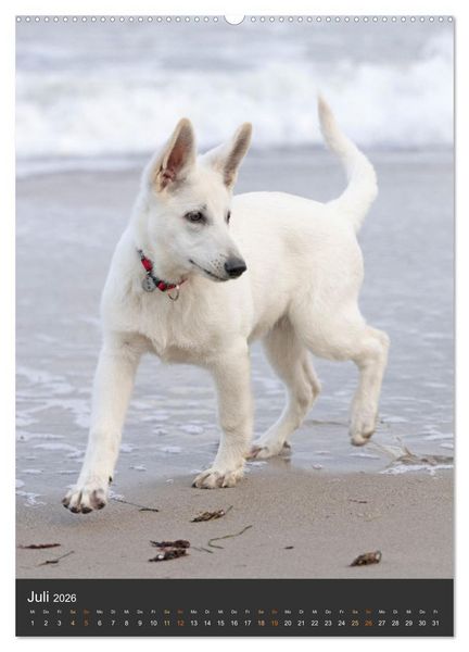 Produktbild: Berger Blanc Suisse - Freunde auf 4 Pfoten (Wandkalender 2026 DIN A2 hoch), CALVENDO Monatskalender