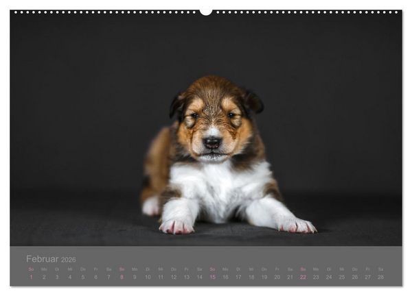 Produktbild: Collie Welpen einfach zuckers&uuml;&szlig; (hochwertiger Premium Wandkalender 2026 DIN A2 quer), Kunstdruck in Hochglanz