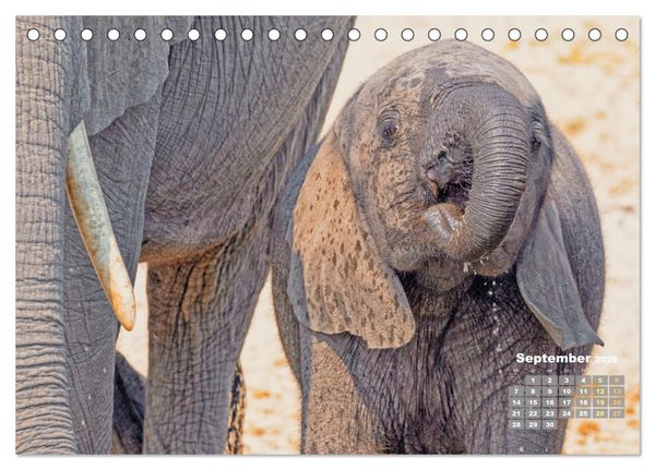 Produktbild: Elefantenkinder: Winzlinge im Land der Riesen (Tischkalender 2026 DIN A5 quer), CALVENDO Monatskalender