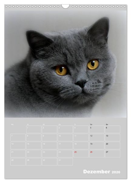 Produktbild: Graue Engel - Britischkurzhaar-Katzen (Wandkalender 2026 DIN A3 hoch), CALVENDO Monatskalender