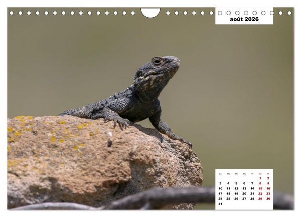 Produktbild: Les habitants de Lesbos Ile des cyclades (Calendrier mural 2026 DIN A4 vertical), CALVENDO calendrier mensuel