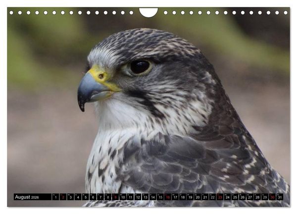 Produktbild: Adler und Greife - K&ouml;nige des Himmels (Wandkalender 2026 DIN A4 quer), CALVENDO Monatskalender
