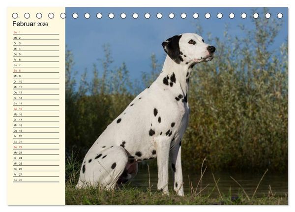Produktbild: Auf den Punkt - Dalmatiner (Tischkalender 2026 DIN A5 quer), CALVENDO Monatskalender