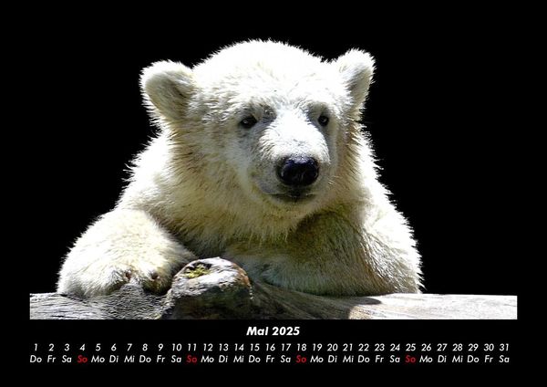 Produktbild: Pinguine & Eisb&auml;ren 2025 Fotokalender DIN A3