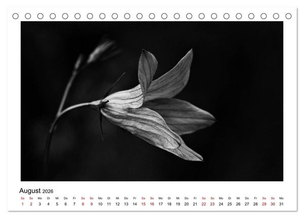 Produktbild: Die grafische Sch&ouml;nheit der Pflanzen &ndash; Schwarz-Wei&szlig; (Tischkalender 2026 DIN A5 quer), CALVENDO Monatskalender