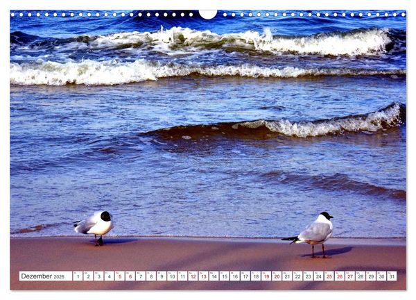 Produktbild: Lachm&ouml;wen an der Ostsee (Wandkalender 2026 DIN A3 quer), CALVENDO Monatskalender