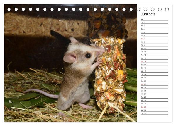 Produktbild: Mausebande (Tischkalender 2026 DIN A5 quer), CALVENDO Monatskalender