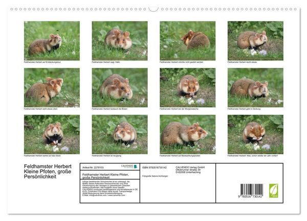 Produktbild: Feldhamster Herbert Kleine Pfoten, gro&szlig;e Pers&ouml;nlichkeit (hochwertiger Premium Wandkalender 2026 DIN A2 quer), Kunstdruck in Hochglanz