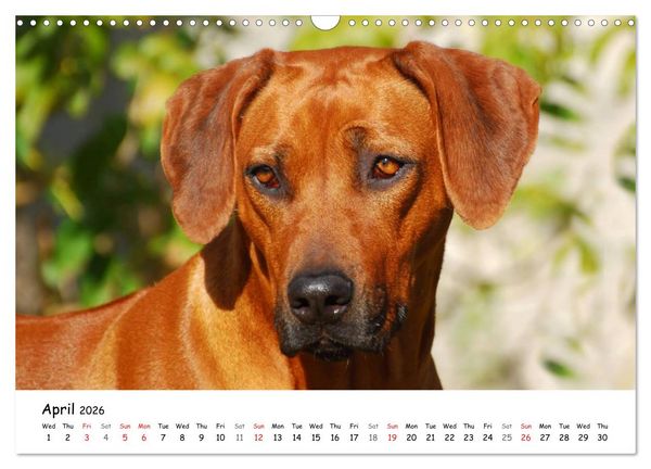 Produktbild: Rhodesian Ridgebacks (Wall Calendar 2026 DIN A3 landscape), CALVENDO 12 Month Wall Calendar