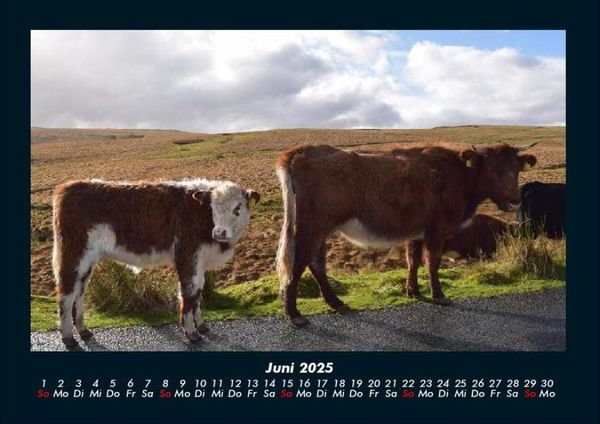 Produktbild: Kuhkalender 2025 Fotokalender DIN A4