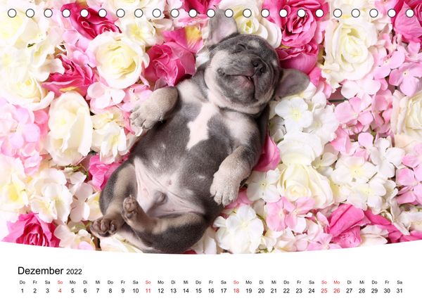Produktbild: S&uuml;&szlig;e Tr&auml;ume 2022 - schlafende Hundewelpen (Tischkalender 2022 DIN A5 quer)