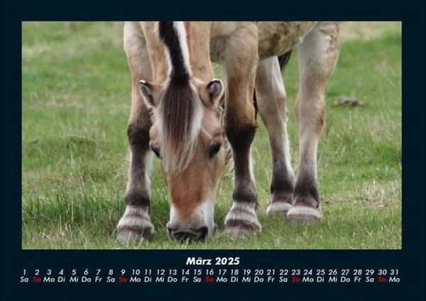 Produktbild: Pferde Kalender 2025 Fotokalender DIN A4