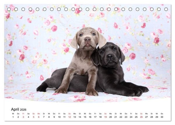 Produktbild: Labrador Welpen - Labrador Puppies (Tischkalender 2026 DIN A5 quer), CALVENDO Monatskalender