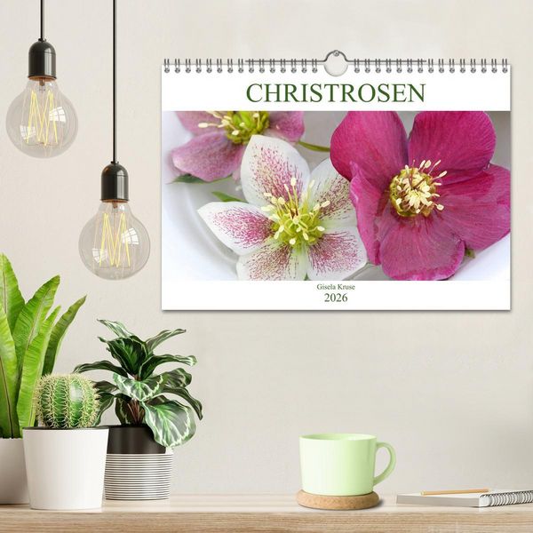 Produktbild: Christrosen (Wandkalender 2026 DIN A4 quer), CALVENDO Monatskalender