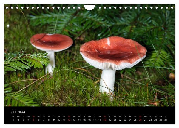 Produktbild: Pilze in Wald und Flur (Wandkalender 2026 DIN A4 quer), CALVENDO Monatskalender