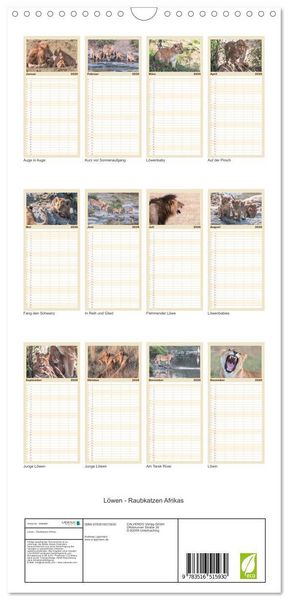Produktbild: Familienplaner 2026 - L&ouml;wen - Raubkatzen Afrikas mit 5 Spalten (Wandkalender, 21 x 45 cm) CALVENDO