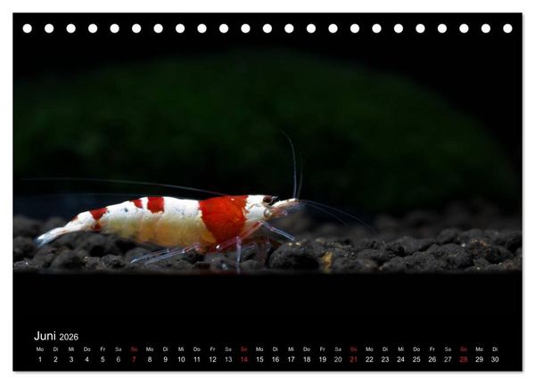 Produktbild: Zwerggarnelen - gepanzerte Juwelen im Aquarium (Tischkalender 2026 DIN A5 quer), CALVENDO Monatskalender