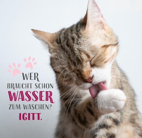 Produktbild: Die ganze Wahrheit &uuml;ber deine Katze