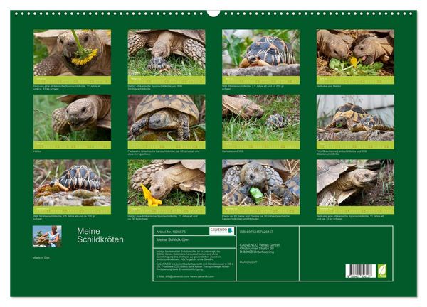 Produktbild: Meine Schildkr&ouml;ten (Wandkalender 2026 DIN A2 quer), CALVENDO Monatskalender
