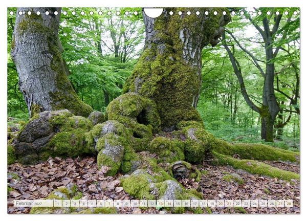 Produktbild: Hutewald Halloh - Baumriesen aus vergangenen Zeiten (Wandkalender 2027 DIN A4 quer), CALVENDO Monatskalender