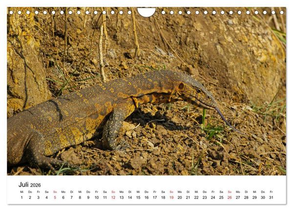 Produktbild: S&uuml;dafrika - Eine beeindruckende Tierwelt (Wandkalender 2026 DIN A4 quer), CALVENDO Monatskalender