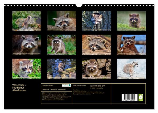 Produktbild: Waschb&auml;r - Niedlicher Allesfresser (Wandkalender 2026 DIN A3 quer), CALVENDO Monatskalender