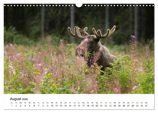 Produktbild: Finnland: eine tierische Entdeckungsreise (Wandkalender 2026 DIN A3 quer), CALVENDO Monatskalender