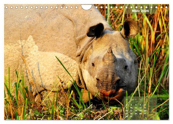 Produktbild: Wilde Tiere Indiens (Wandkalender 2026 DIN A4 quer), CALVENDO Monatskalender
