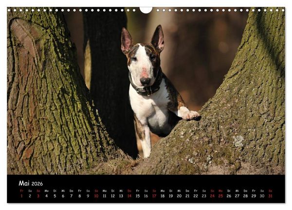 Produktbild: Bullterrier? Was sonst! (Wandkalender 2026 DIN A3 quer), CALVENDO Monatskalender