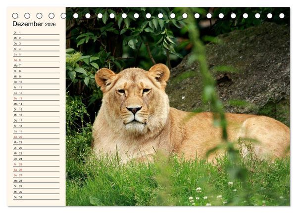 Produktbild: L&ouml;wen (Tischkalender 2026 DIN A5 quer), CALVENDO Monatskalender