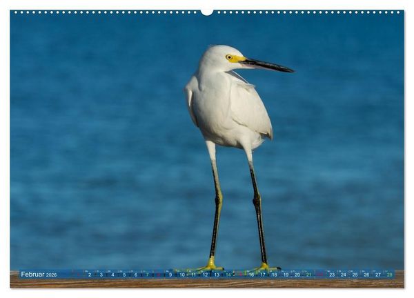Produktbild: R&ouml;telreiher und Schmuckreiher (Wandkalender 2026 DIN A2 quer), CALVENDO Monatskalender