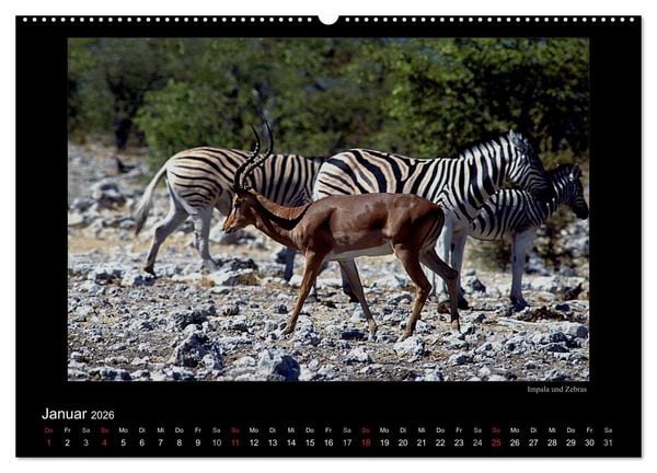 Produktbild: Wildtiere im Etosha Nationalpark (Wandkalender 2026 DIN A2 quer), CALVENDO Monatskalender
