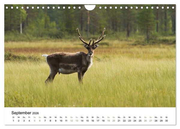 Produktbild: Einblick-Natur: Finnland nat&uuml;rlich (Wandkalender 2026 DIN A4 quer), CALVENDO Monatskalender