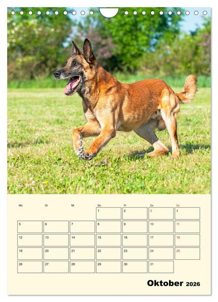 Produktbild: Familienplaner Tausendsassa Malinois (Wandkalender 2026 DIN A4 hoch), CALVENDO Monatskalender