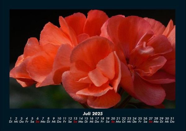 Produktbild: Blumentraum 2025 Fotokalender DIN A4