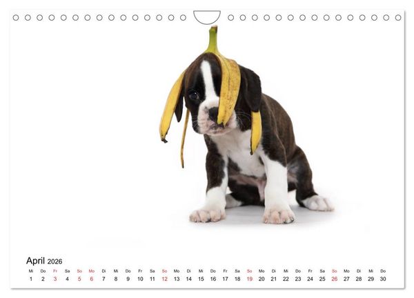 Produktbild: Funny Dogs (Wandkalender 2026 DIN A4 quer), CALVENDO Monatskalender