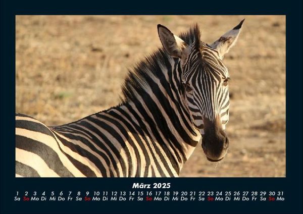 Produktbild: Zebrazauber 2025 Fotokalender DIN A4