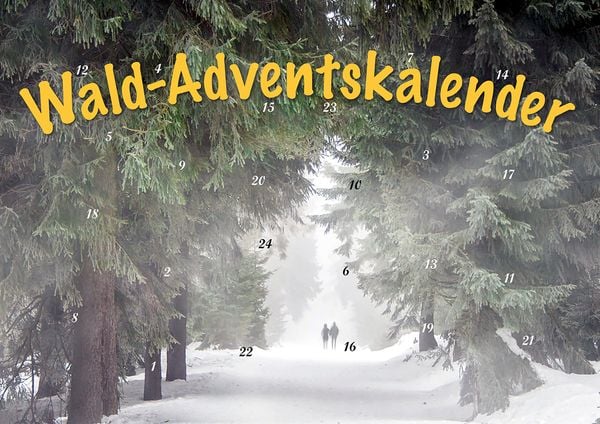 Durch den Wald im Advent